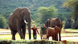 Elephants Laikipia Plateau