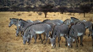 Grevy's Zebras Laikipia Plateau