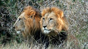 Lions Laikipia Plateau