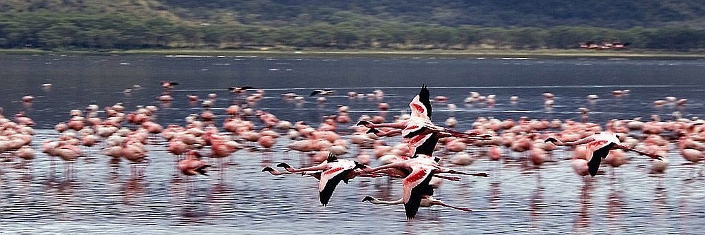 Laghi del Kenya-Fenicotteri sul lago Nakuru