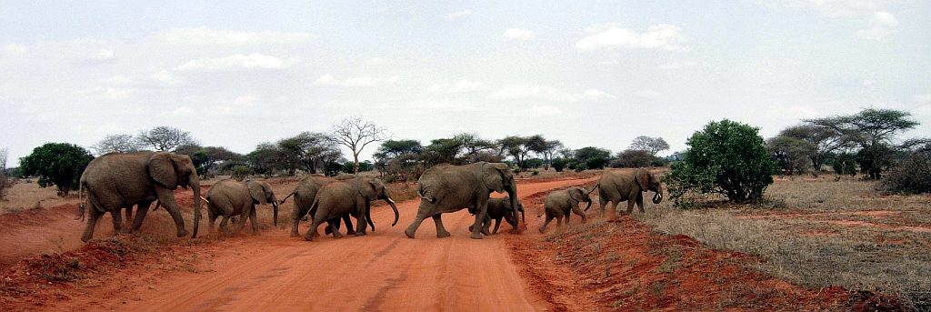 Kenya Safari-Parco Nazionale Tsavo
