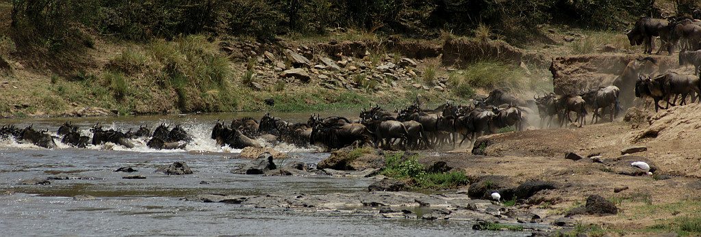 Gnu attraversano il fiume Mara-Kenya Safari