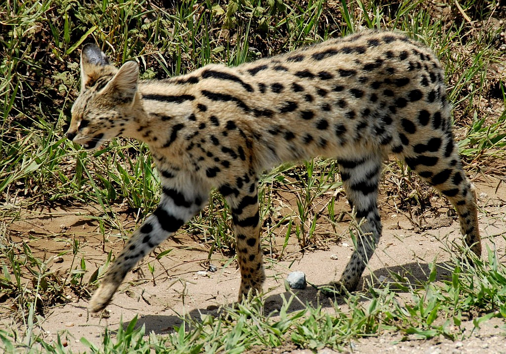 Costume da Giraffa Nigeriana bambini